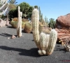 🎥 Grote cactus bezorgt wielrenner letterlijk en figuurlijk netelige situatie: bezoek aan ziekenhuis noodzakelijk