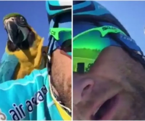 Immer populaire papegaai van betreurde Michele Scarponi onder het mes na aanrijding