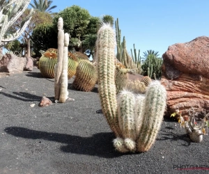 🎥 Grote cactus bezorgt wielrenner letterlijk en figuurlijk netelige situatie: bezoek aan ziekenhuis noodzakelijk