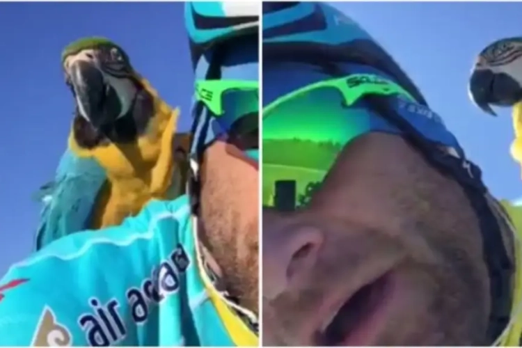 Immer populaire papegaai van betreurde Michele Scarponi onder het mes na aanrijding