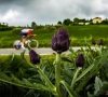 Giro slaat letterlijk en figuurlijk nieuwe weg in: koersbeeld gaat veranderen