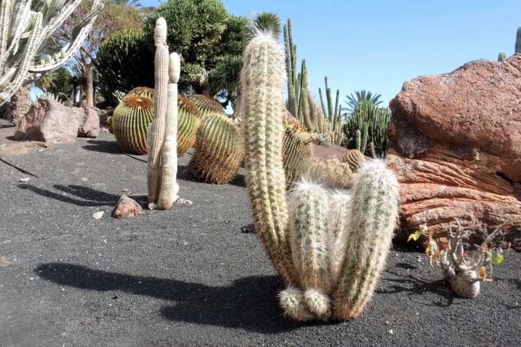 🎥 Grote cactus bezorgt wielrenner letterlijk en figuurlijk netelige situatie: bezoek aan ziekenhuis noodzakelijk